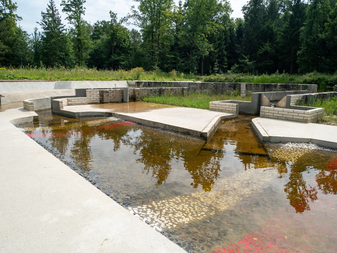 Waterloopbos_29-7-2022_08