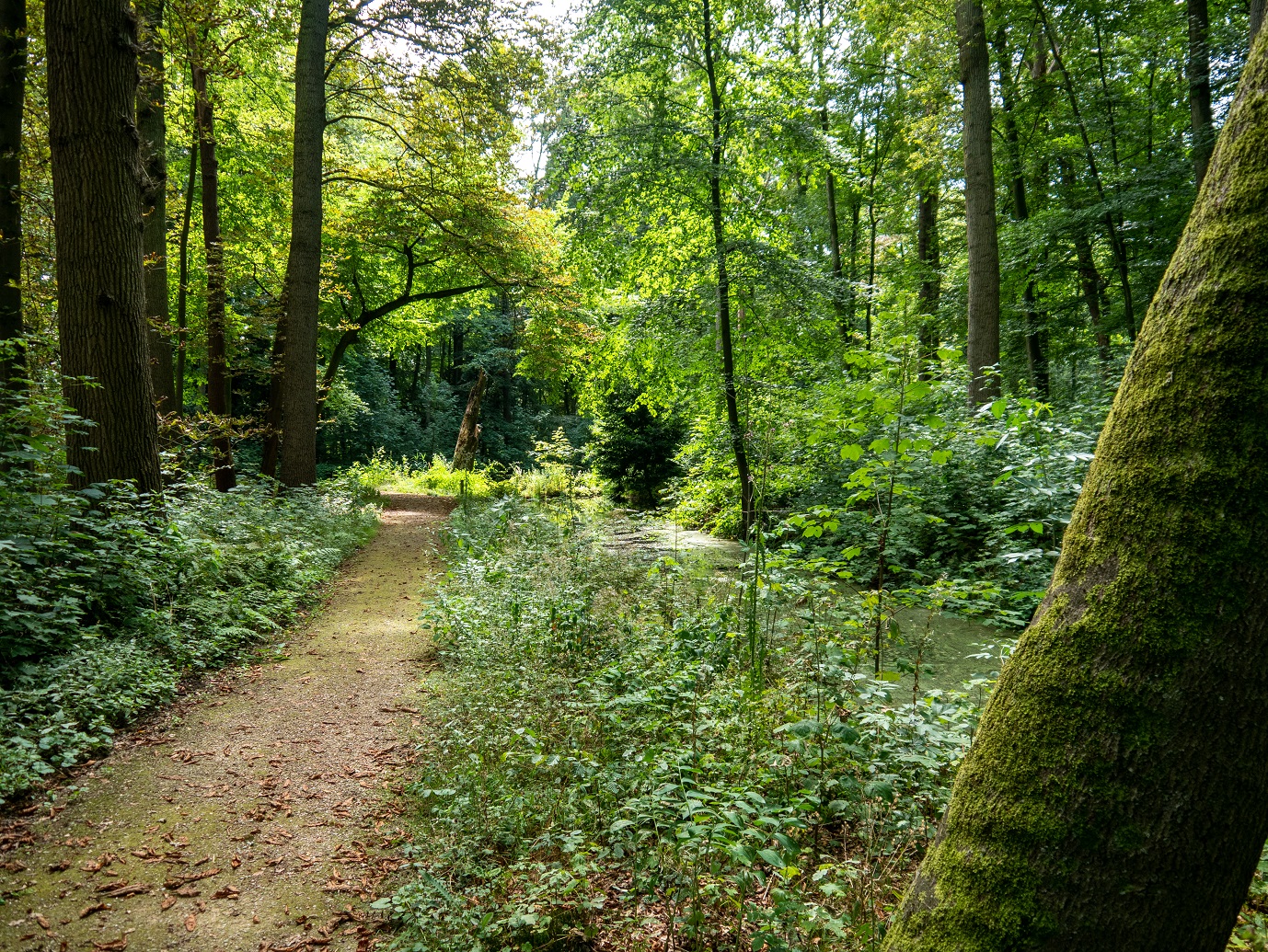 Landgoed_Oostbroek_Parkpad_02-08-2022_-07
