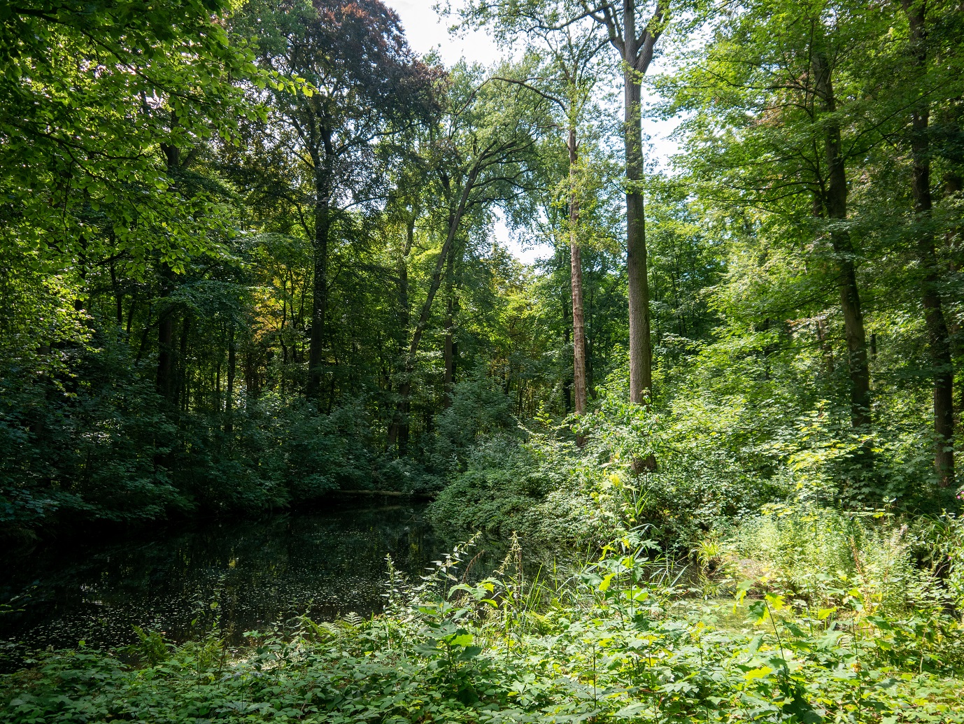 Landgoed_Oostbroek_Parkpad_02-08-2022_-08