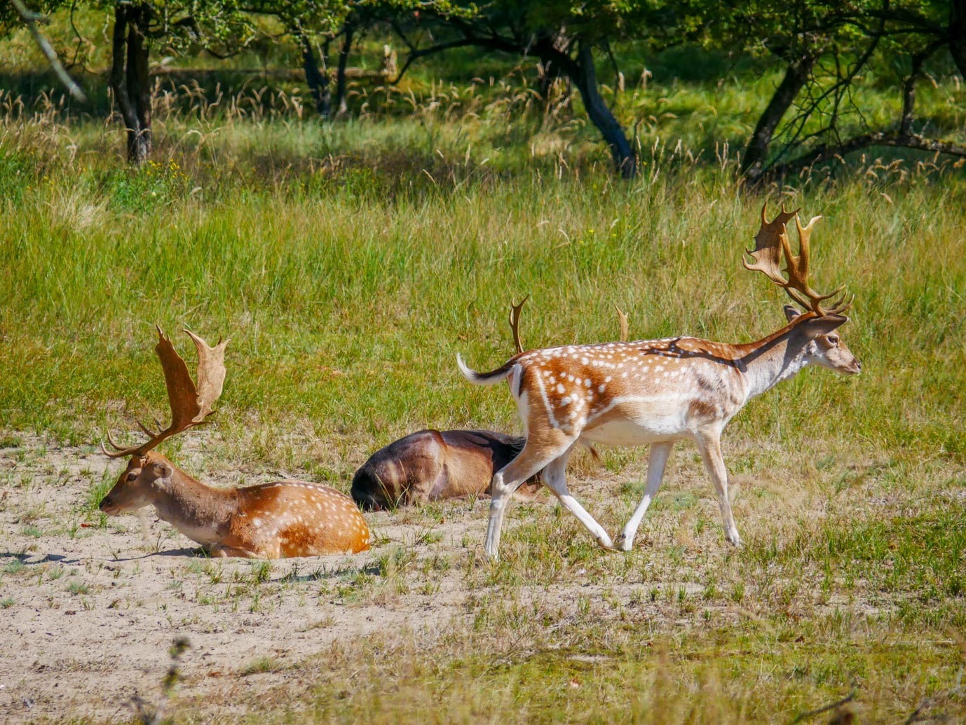 Vogelenzang_Amsterdamse_Waterleidingduinen_11-09-2022-08