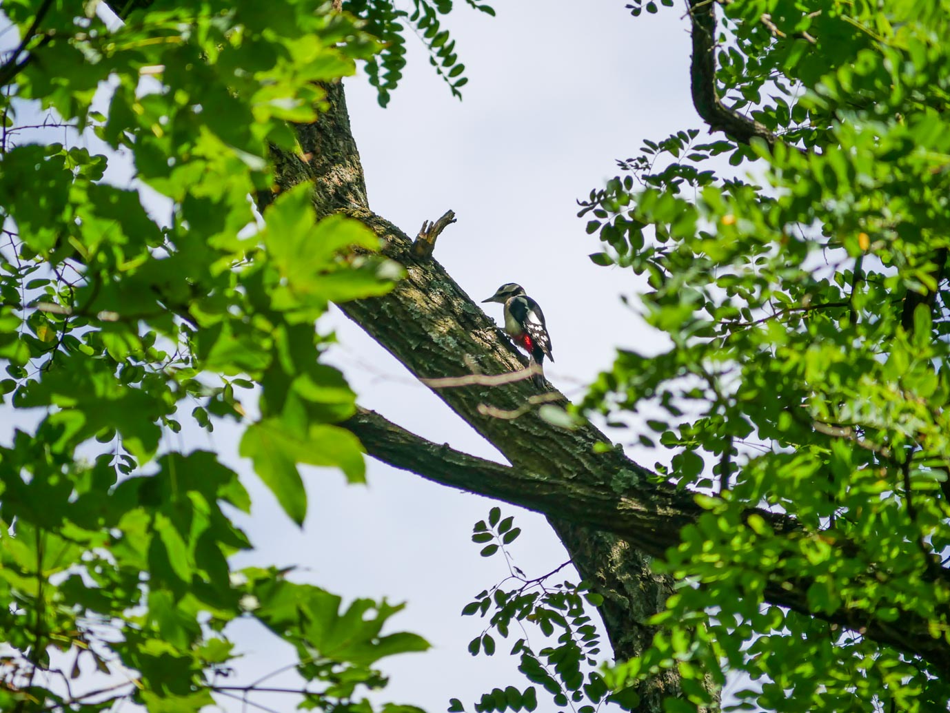 Vogelenzang_Amsterdamse_Waterleidingduinen_11-09-2022-14