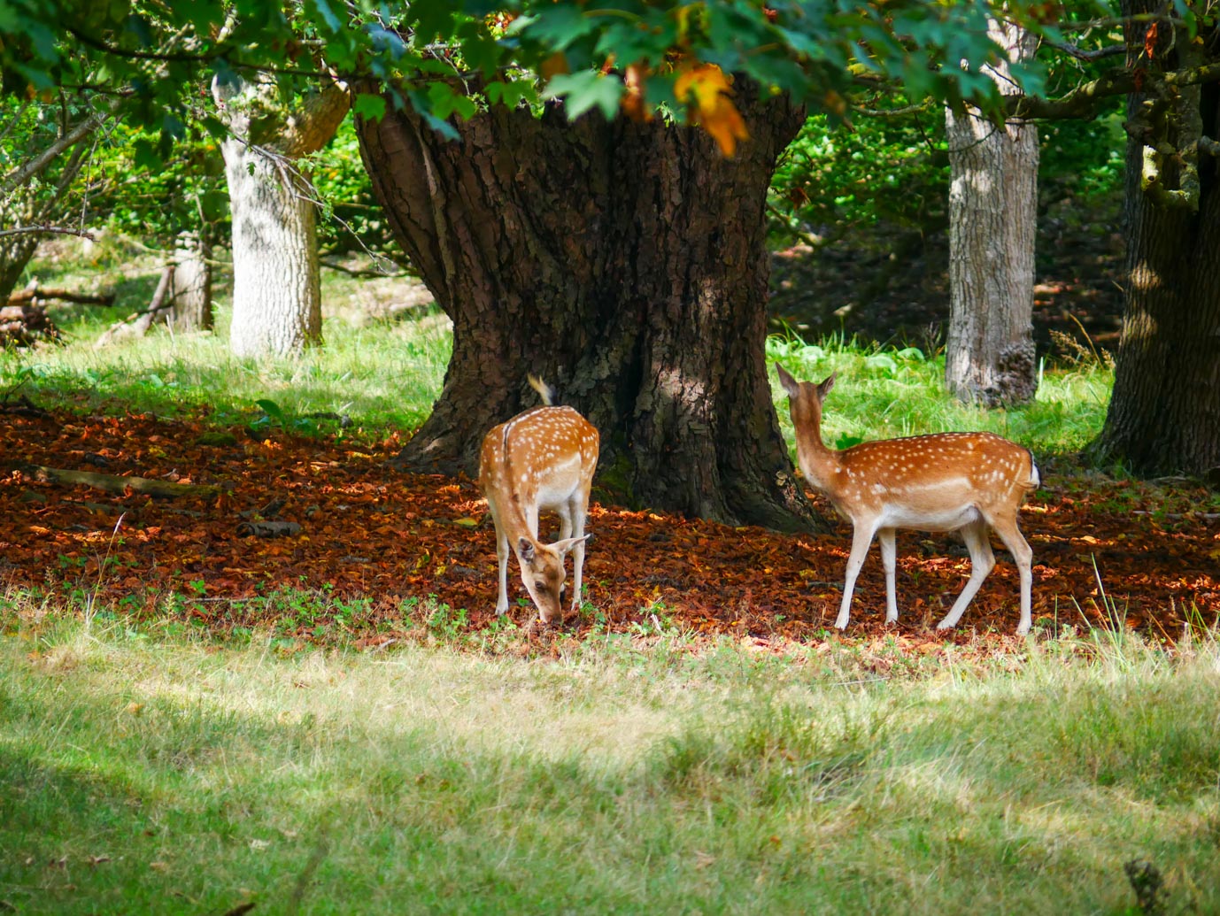 Vogelenzang_Amsterdamse_Waterleidingduinen_11-09-2022-17