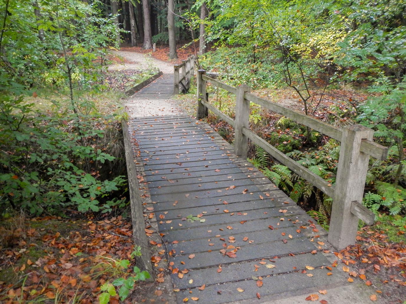 Ermelo_Familiepad_Leuvenumse_bossen_14-10-2022-09