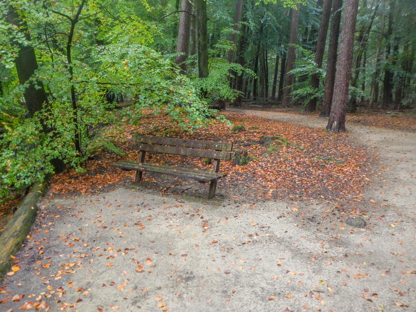 Ermelo_Familiepad_Leuvenumse_bossen_14-10-2022-10