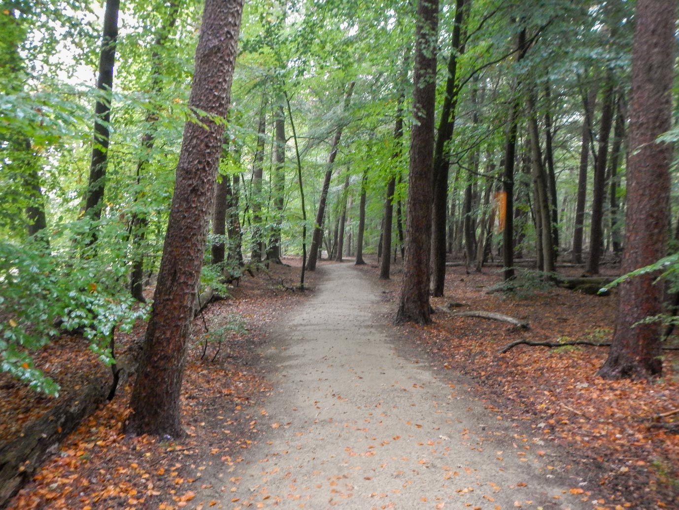 Ermelo_Familiepad_Leuvenumse_bossen_14-10-2022-11