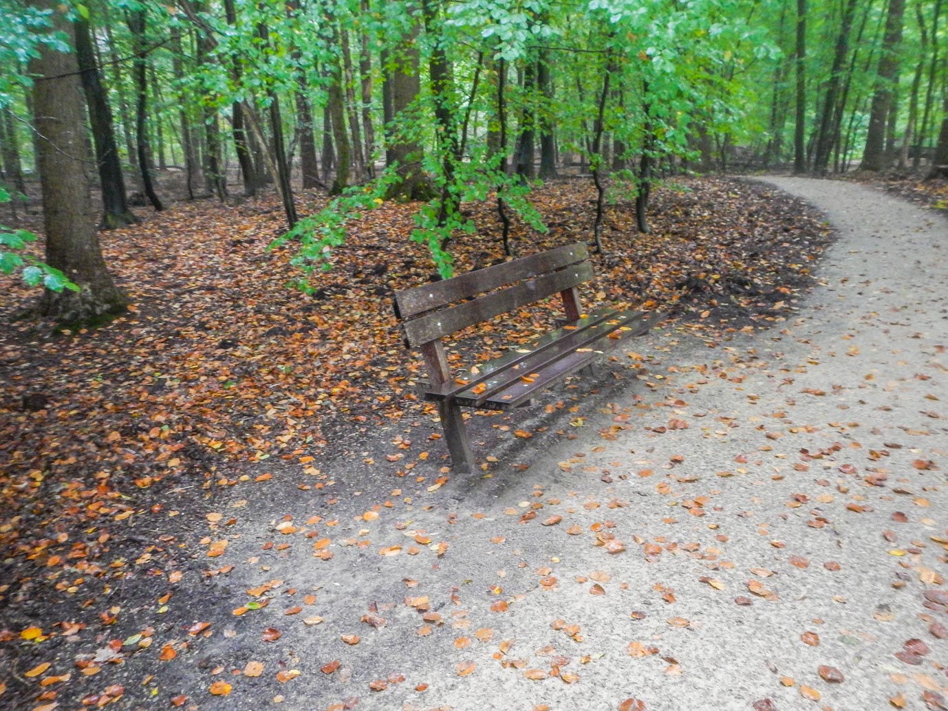 Ermelo_Familiepad_Leuvenumse_bossen_14-10-2022-12