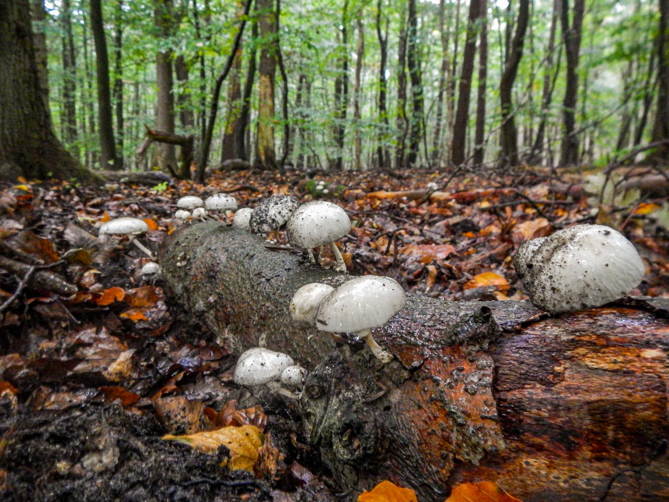 Ermelo_Familiepad_Leuvenumse_bossen_14-10-2022-14