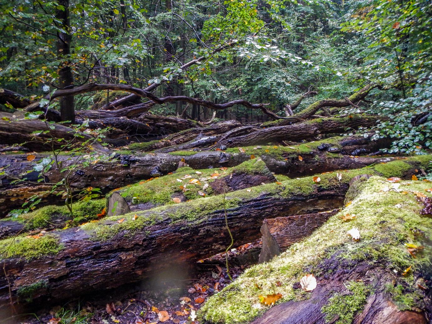 Ermelo_Familiepad_Leuvenumse_bossen_14-10-2022-17
