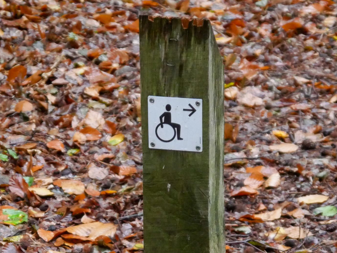 Nunspeet_Rolstoelpad_14-10-2022-04