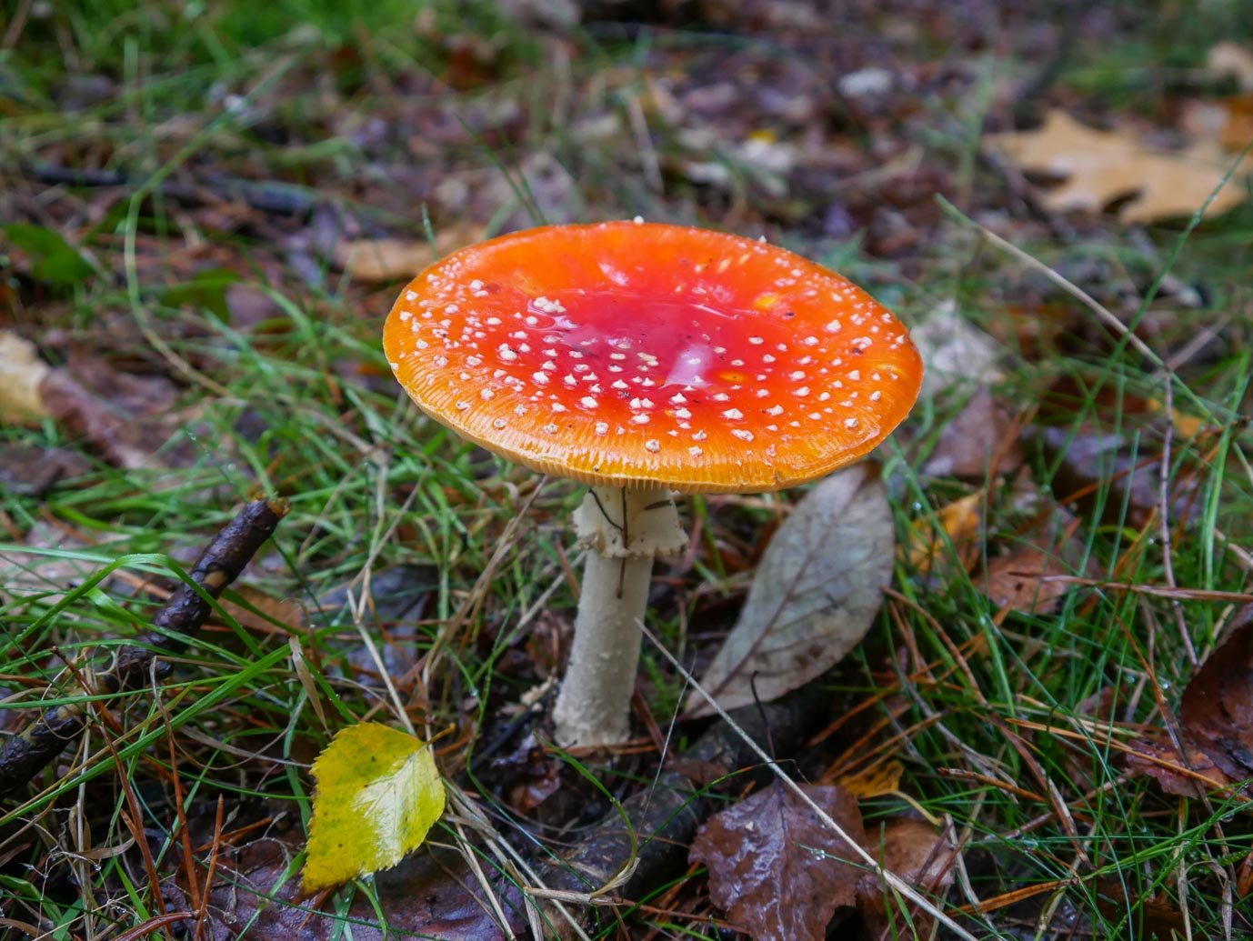 Nunspeet_Rolstoelpad_14-10-2022-15