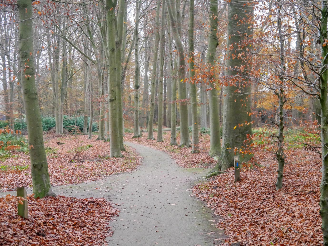 Brummen_Landgoed_Voorstonden_04-12-2022-16