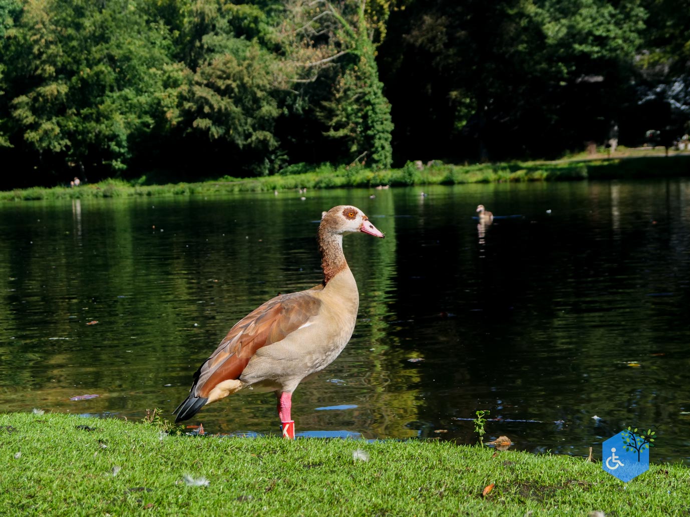Arnhem_Park_Sonsbeek_en_Zypendaal_08-09-2023-12