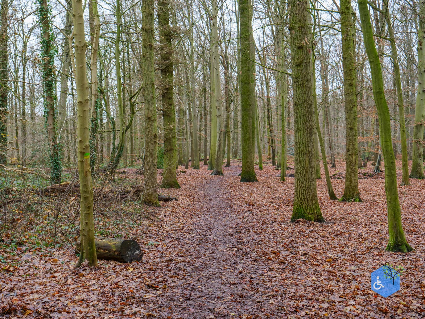 Ulvenhout_Familiepad_Ulvenhoutse_Bos_15-12-2023-08