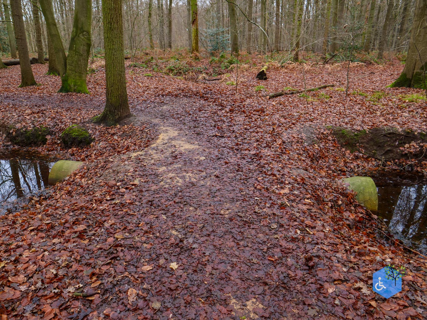 Ulvenhout_Familiepad_Ulvenhoutse_Bos_15-12-2023-10