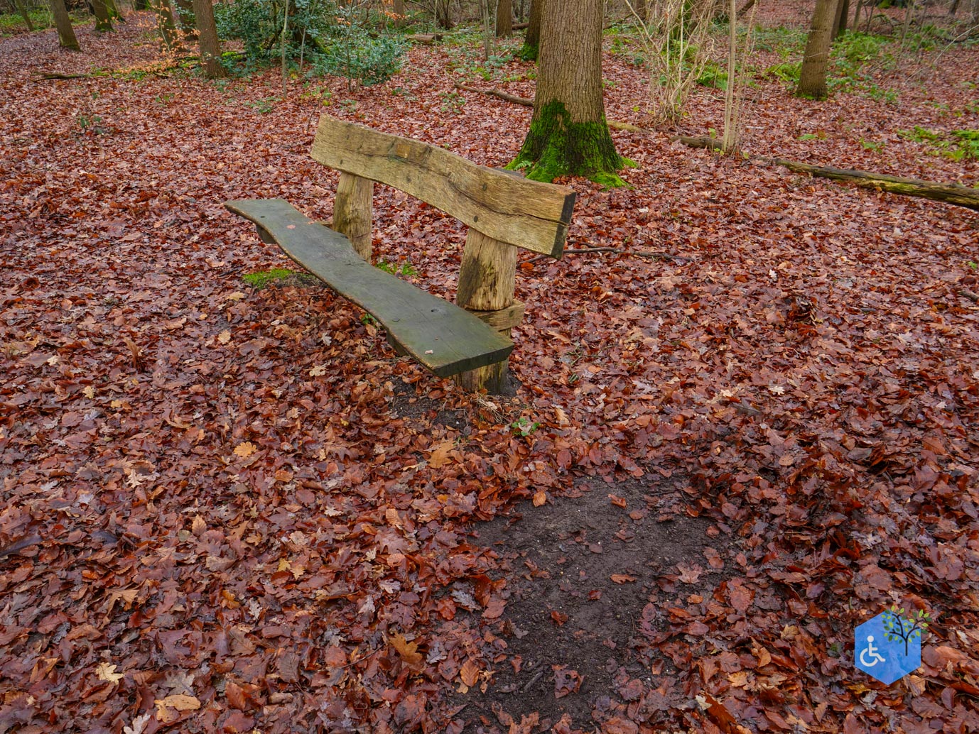 Ulvenhout_Familiepad_Ulvenhoutse_Bos_15-12-2023-16