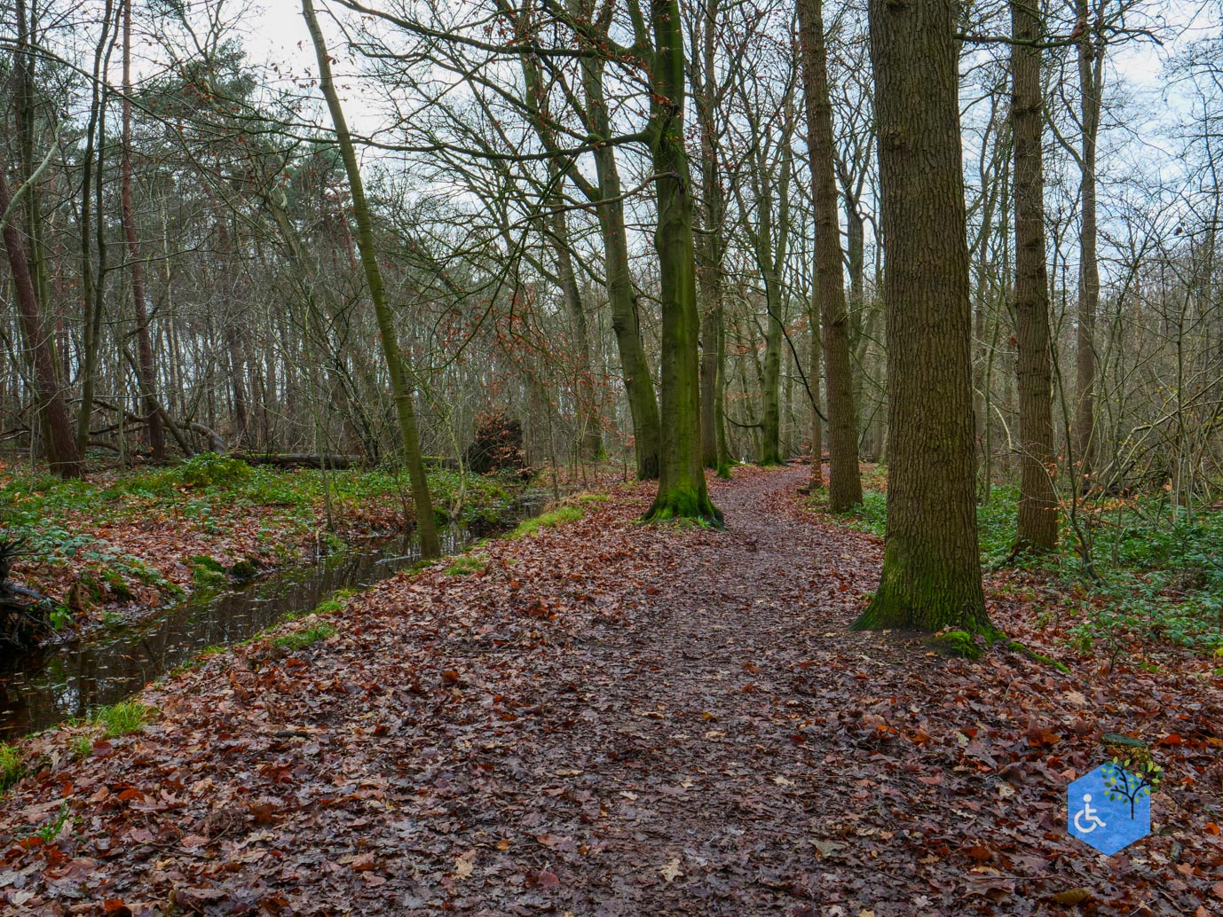 Ulvenhout_Familiepad_Ulvenhoutse_Bos_15-12-2023-17