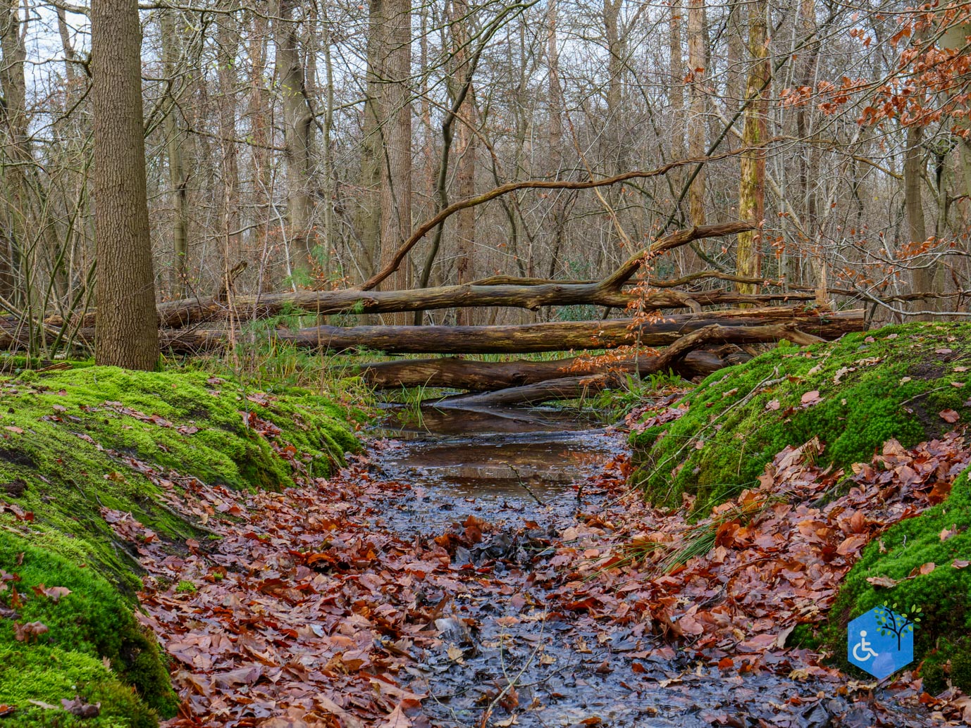 Ulvenhout_Familiepad_Ulvenhoutse_Bos_15-12-2023-19
