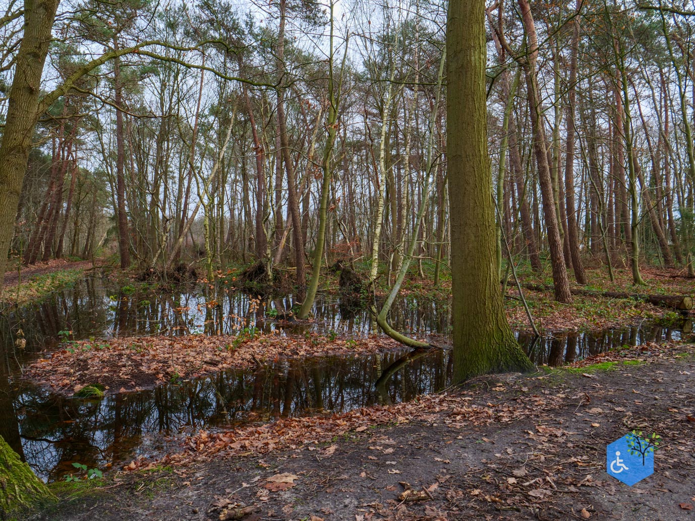 Ulvenhout_Familiepad_Ulvenhoutse_Bos_15-12-2023-22