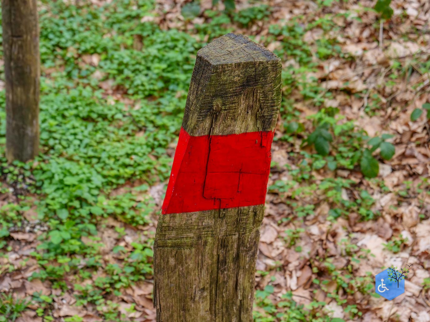 Vijlen_Wandelroute_Malensbos_07-04-2024-03