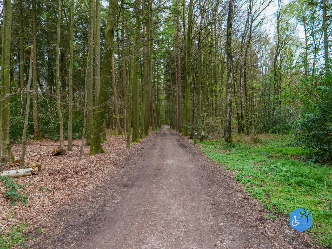 Vijlen_Wandelroute_Malensbos_07-04-2024-06