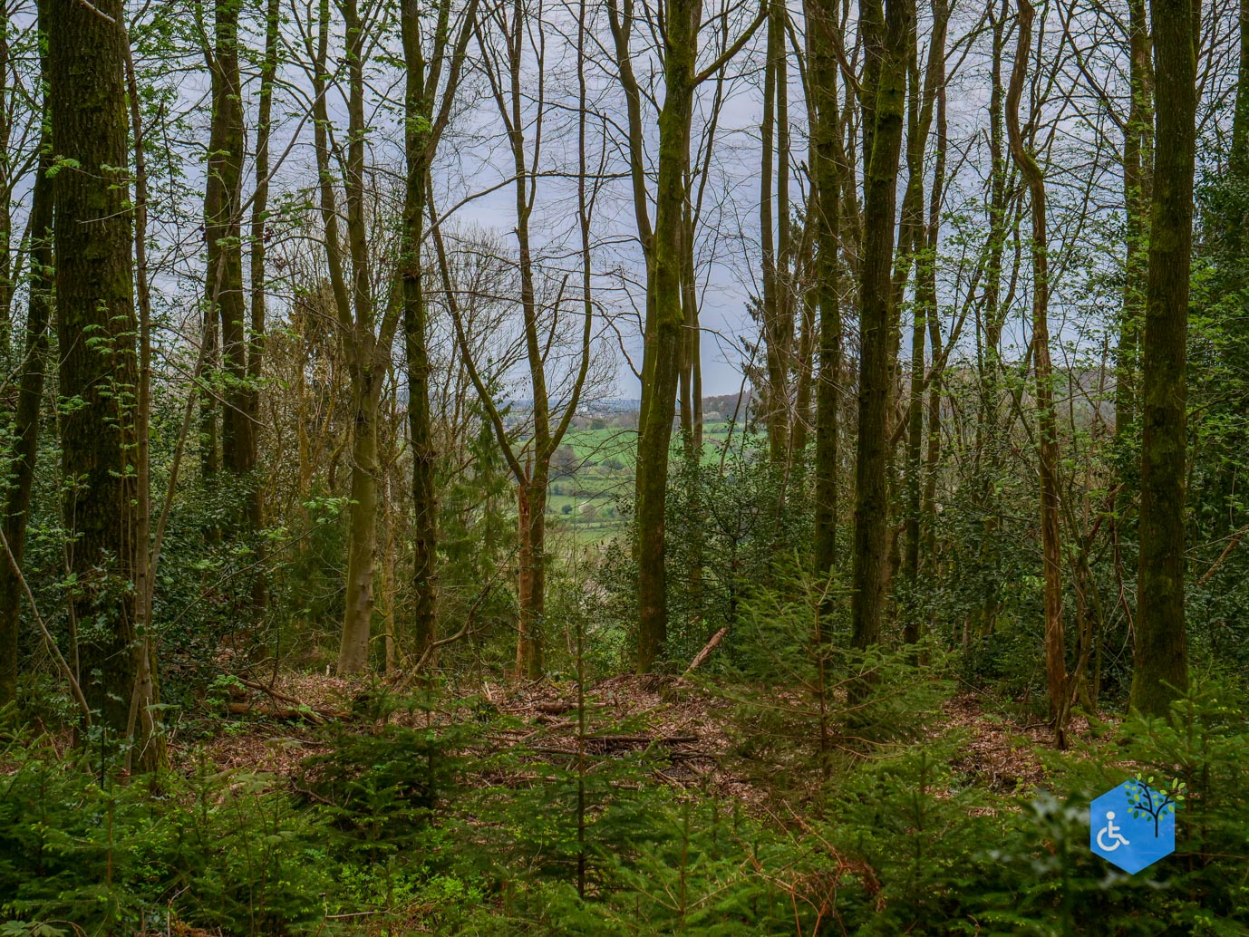 Vijlen_Wandelroute_Malensbos_07-04-2024-26