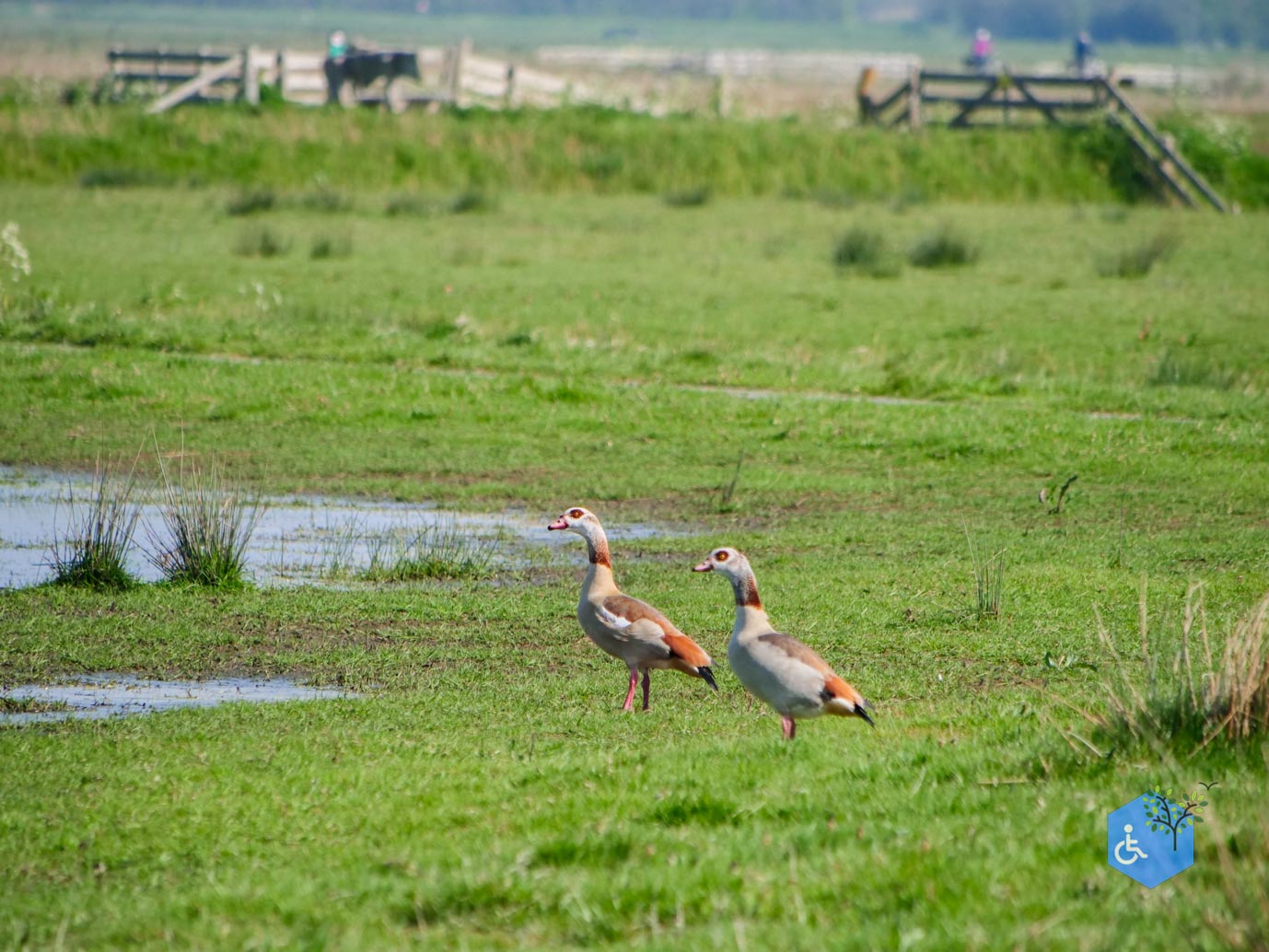 De_Waal_Ommetje_De_Marel_TELE_02-05-2024-1