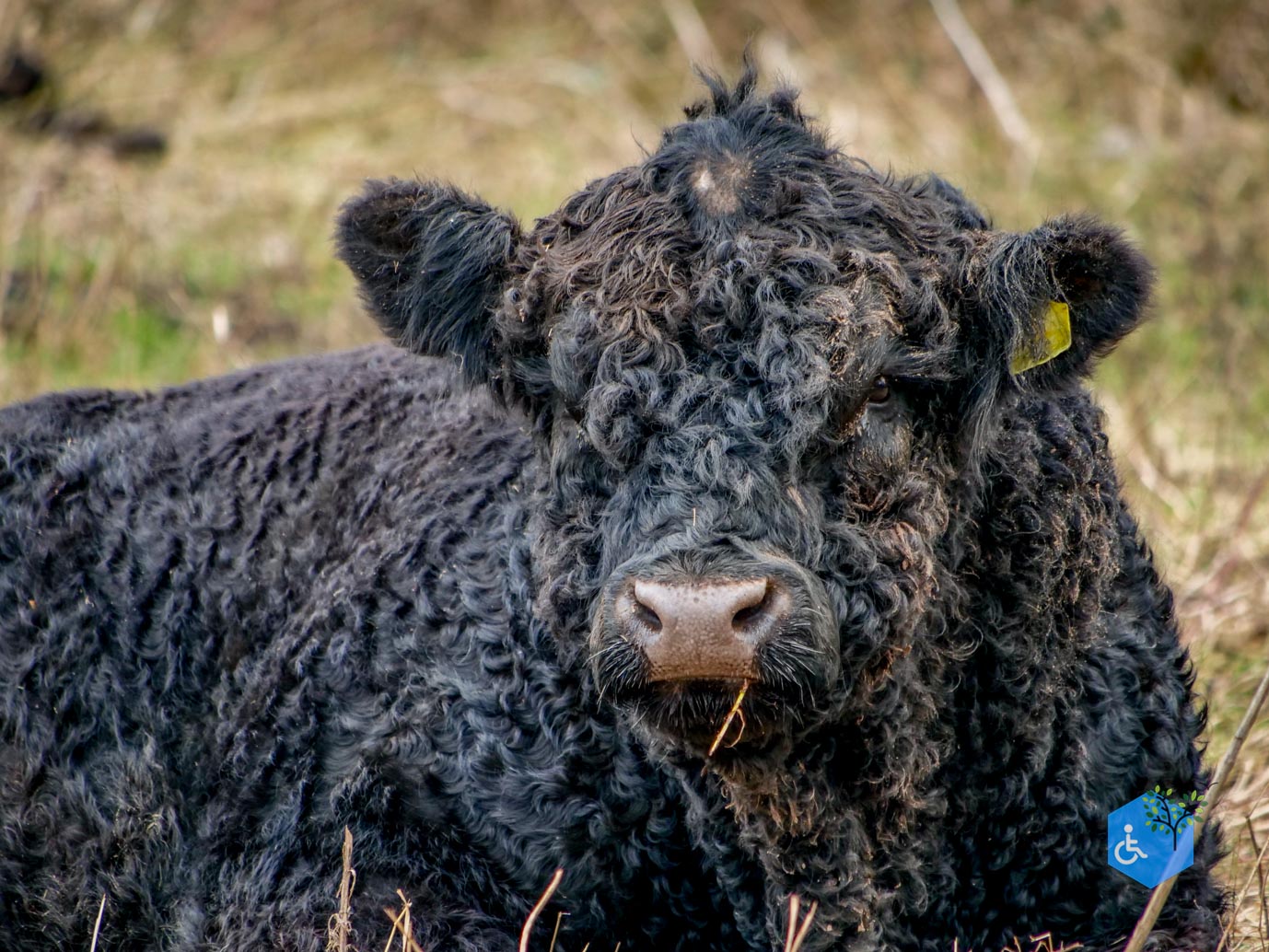 Rhenen_De_Blauwe_Kamer_15-02-2025-14