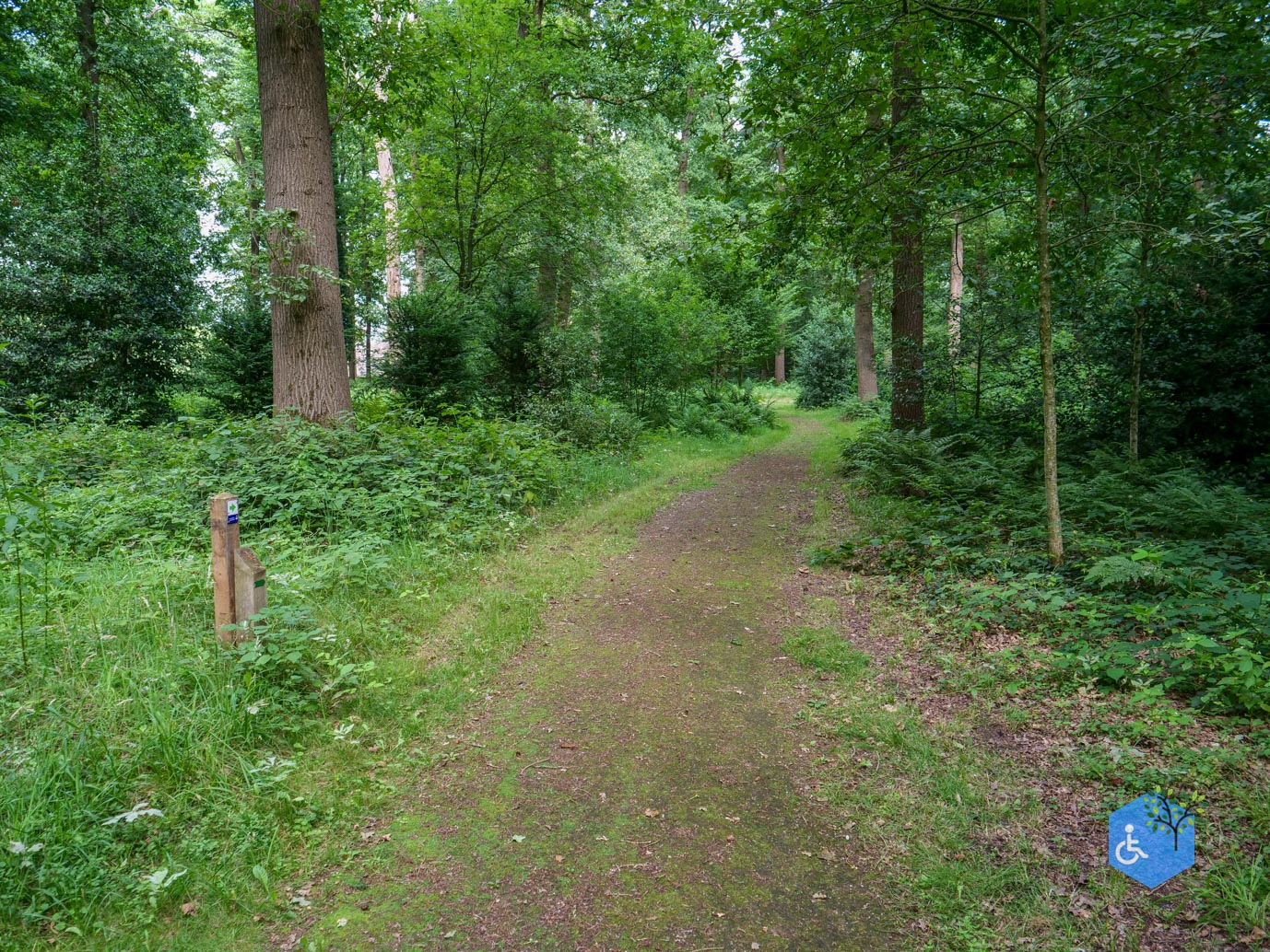 Brummen_Landgoed_Voorstonden_04-07-2025-29