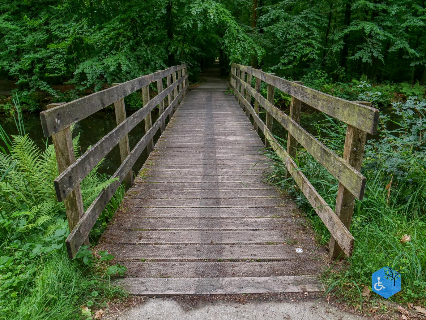 Marknesse_Waterloopbos_06-07-2025-023