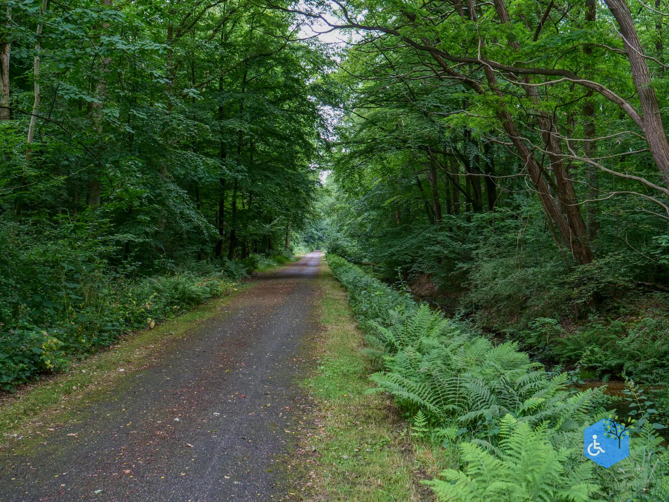 Marknesse_Waterloopbos_06-07-2025-068