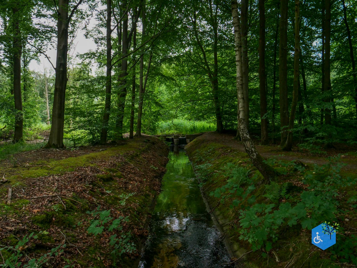 Marknesse_Waterloopbos_06-07-2025-085