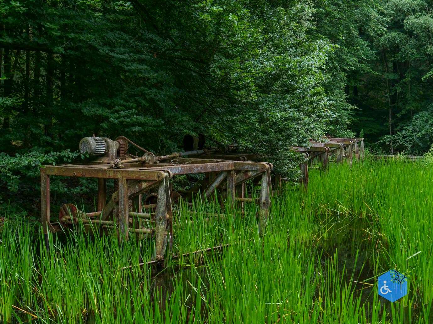 Marknesse_Waterloopbos_06-07-2025-091