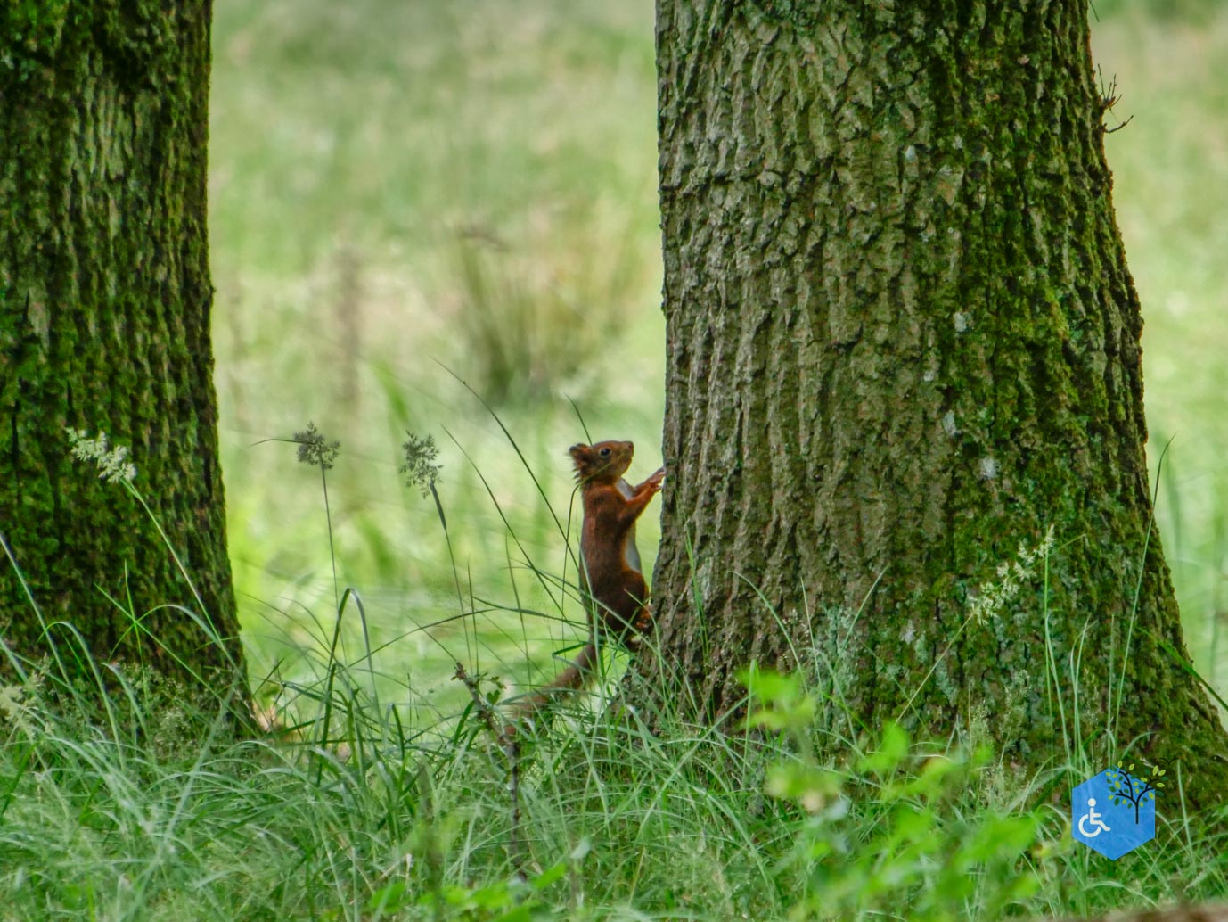 Vogelenzang_Amsterdamse_Waterleidingduinen_07-07-2025-17