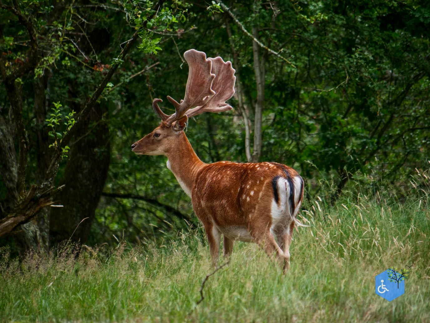 Vogelenzang_Amsterdamse_Waterleidingduinen_07-07-2025-44