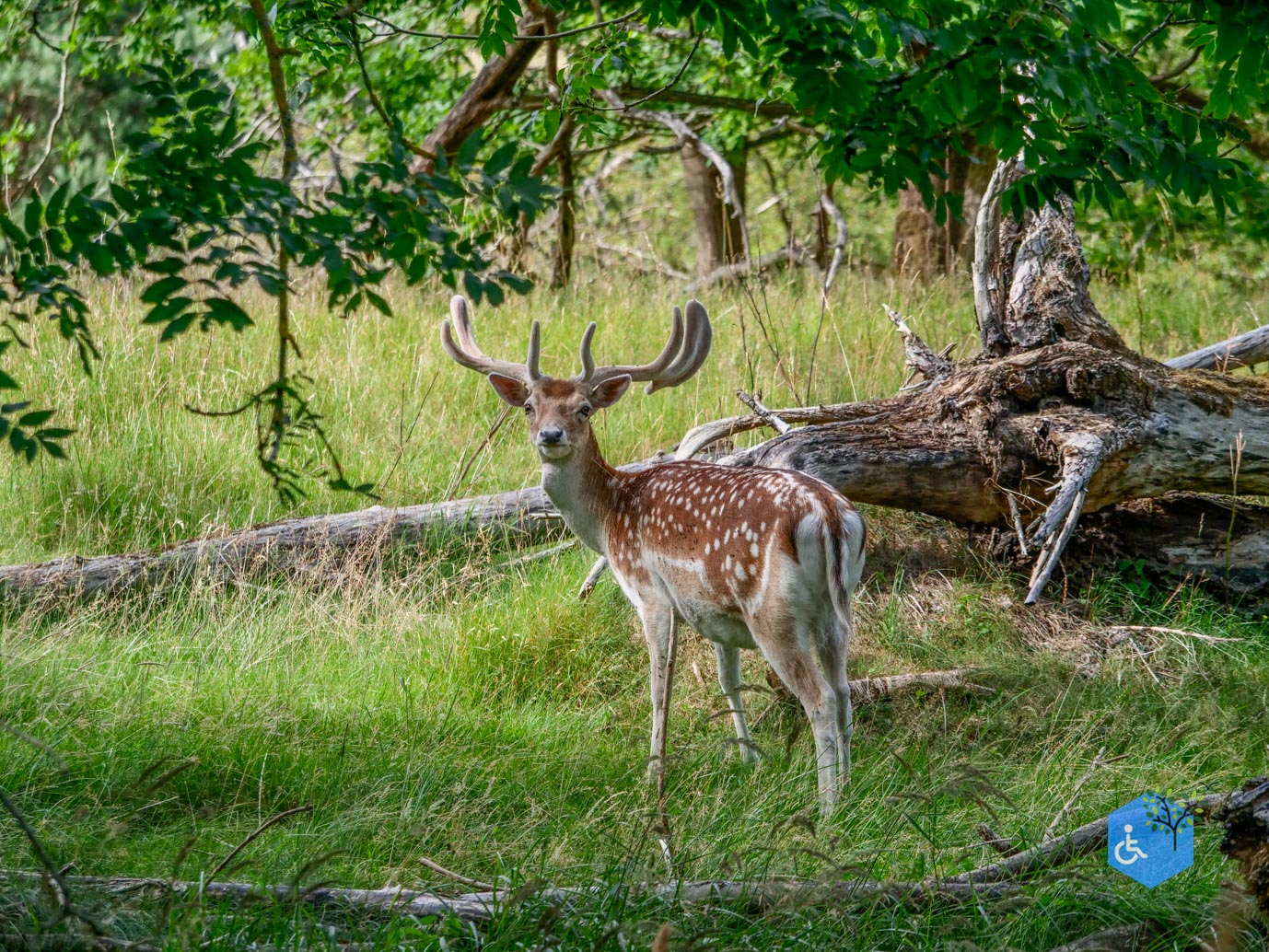 Vogelenzang_Amsterdamse_Waterleidingduinen_07-07-2025-49