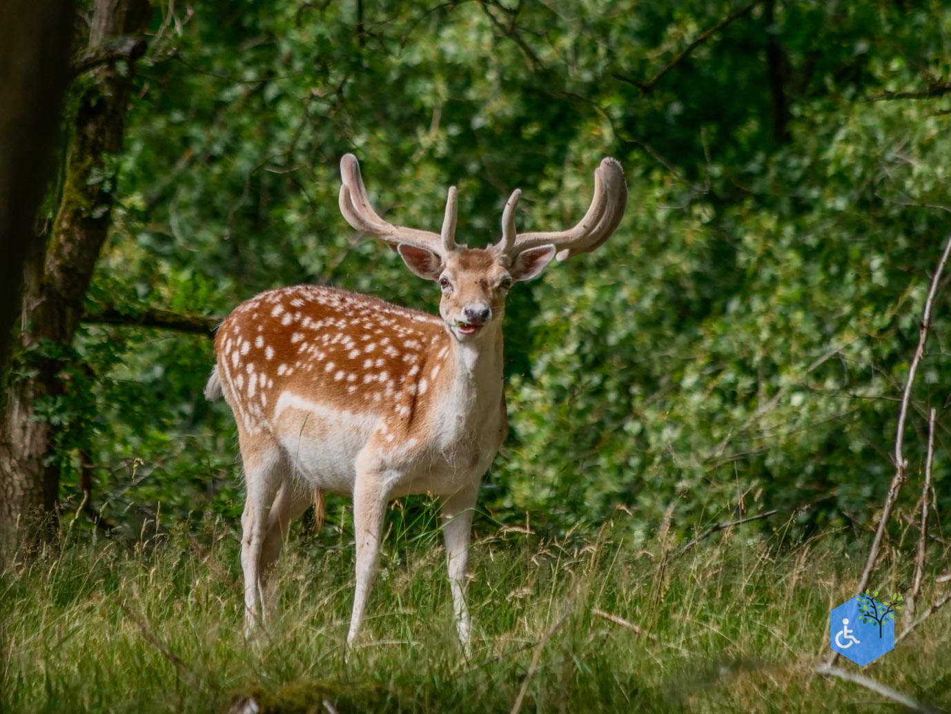 Vogelenzang_Amsterdamse_Waterleidingduinen_07-07-2025-55