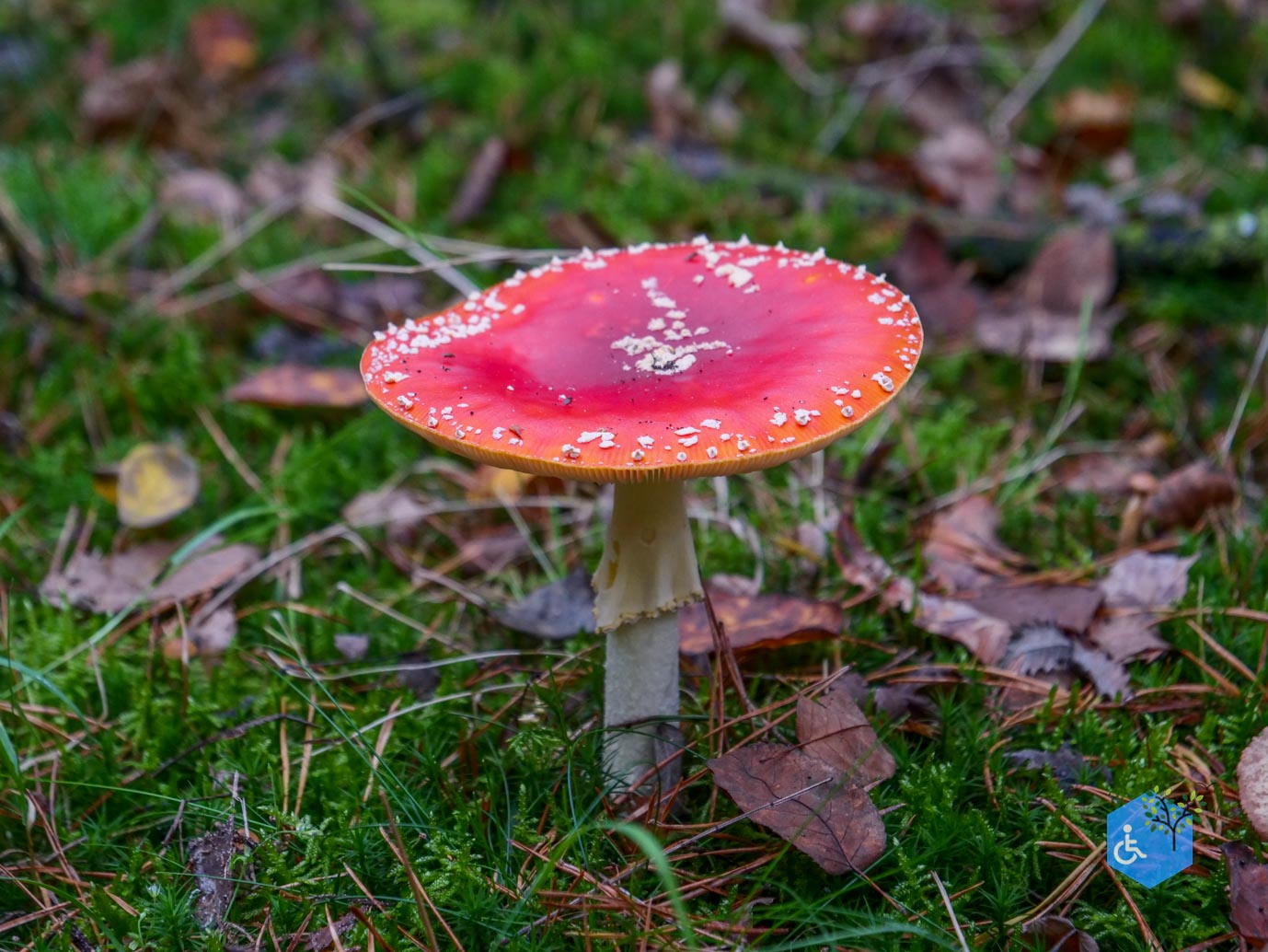 Nunspeet_Rolstoelpad_11-10-2025-21