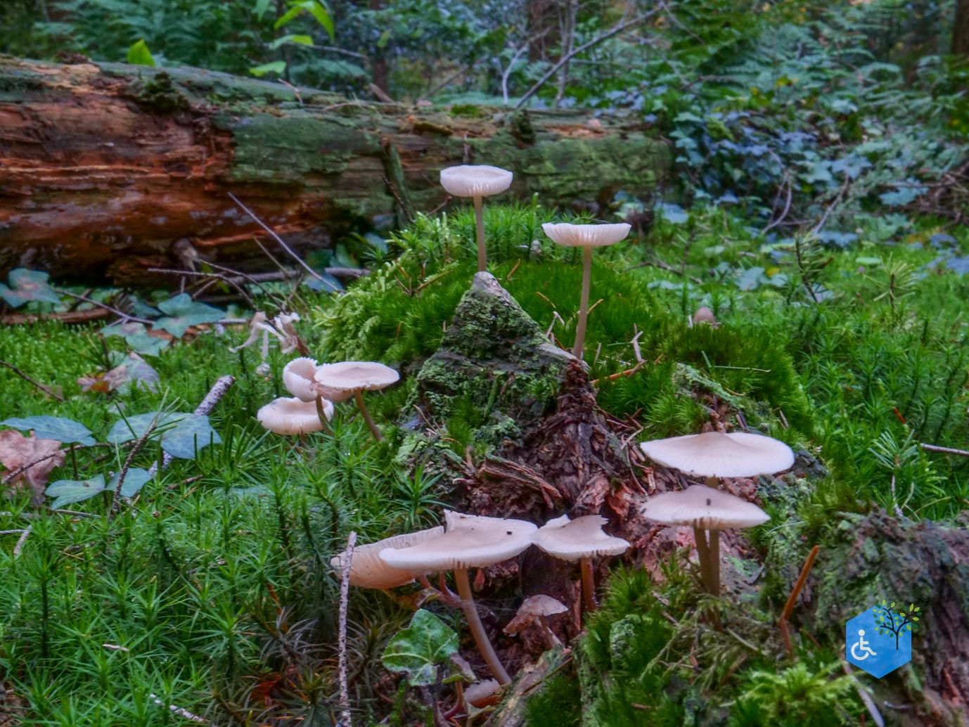 Nunspeet_Rolstoelpad_11-10-2025-23