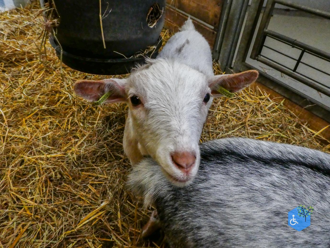 Utrecht_Stadsboerderij_Gagelsteede_14-11-2025-27