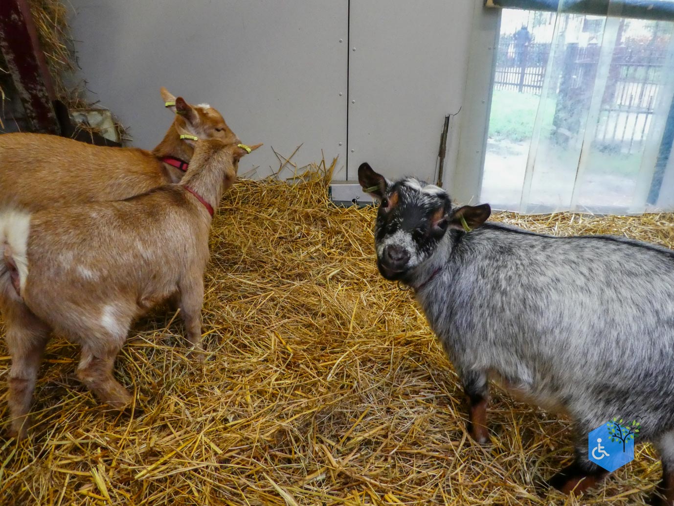 Utrecht_Stadsboerderij_Gagelsteede_14-11-2025-29