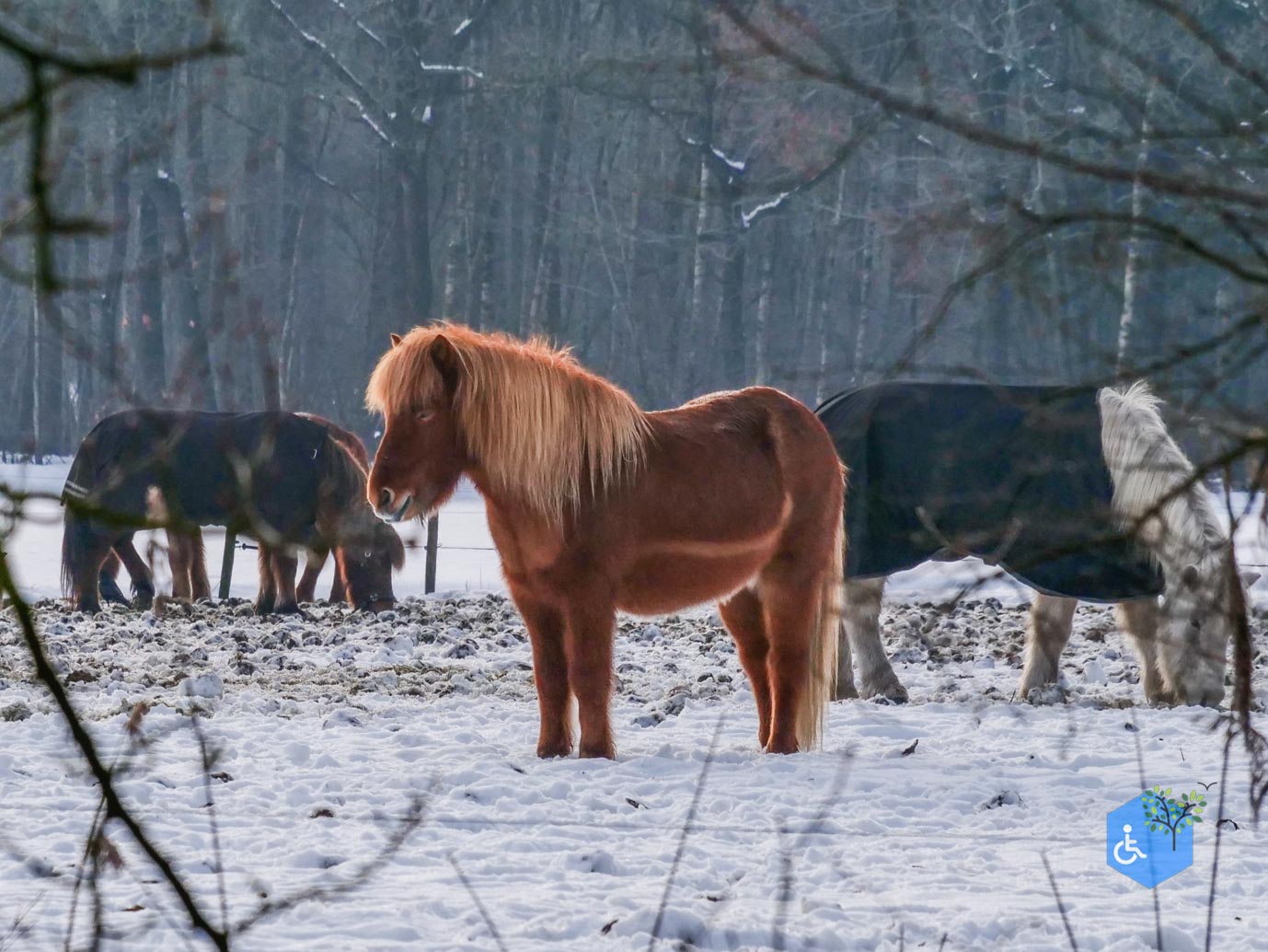 Baarn_Groeneveld_08-01-2025-22