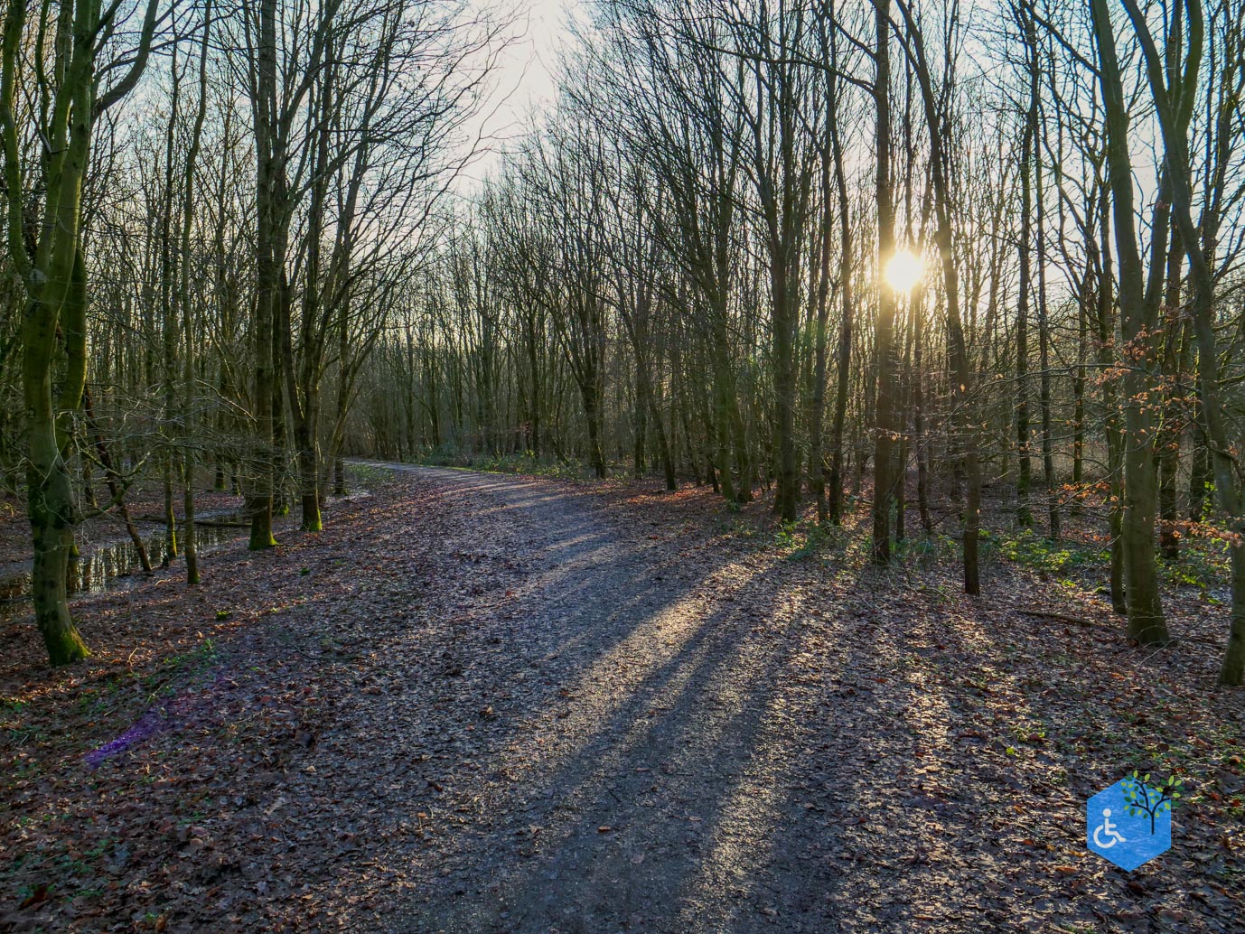 Houten_Rondje_Nieuw_Wulven_16-01-2026-19