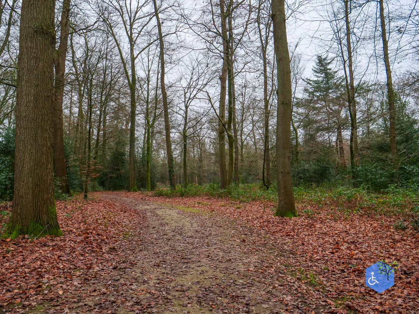 Vaassen_Kasteelpark_Cannenburch_17-12-2025-13