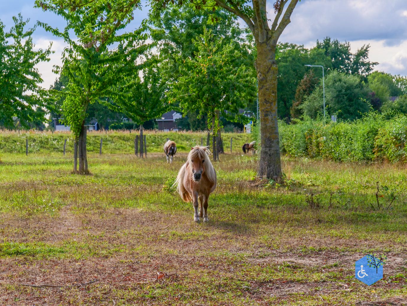 Stevensweert_Park_Meerse_Kamp_21-08-2026-33