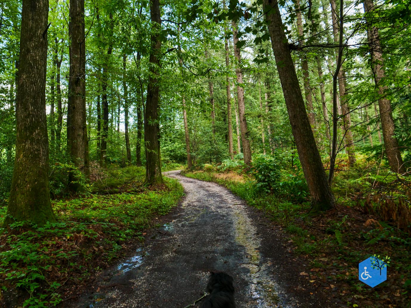 Vijlen_Wandelroute_Malensbos_22-08-2026-12