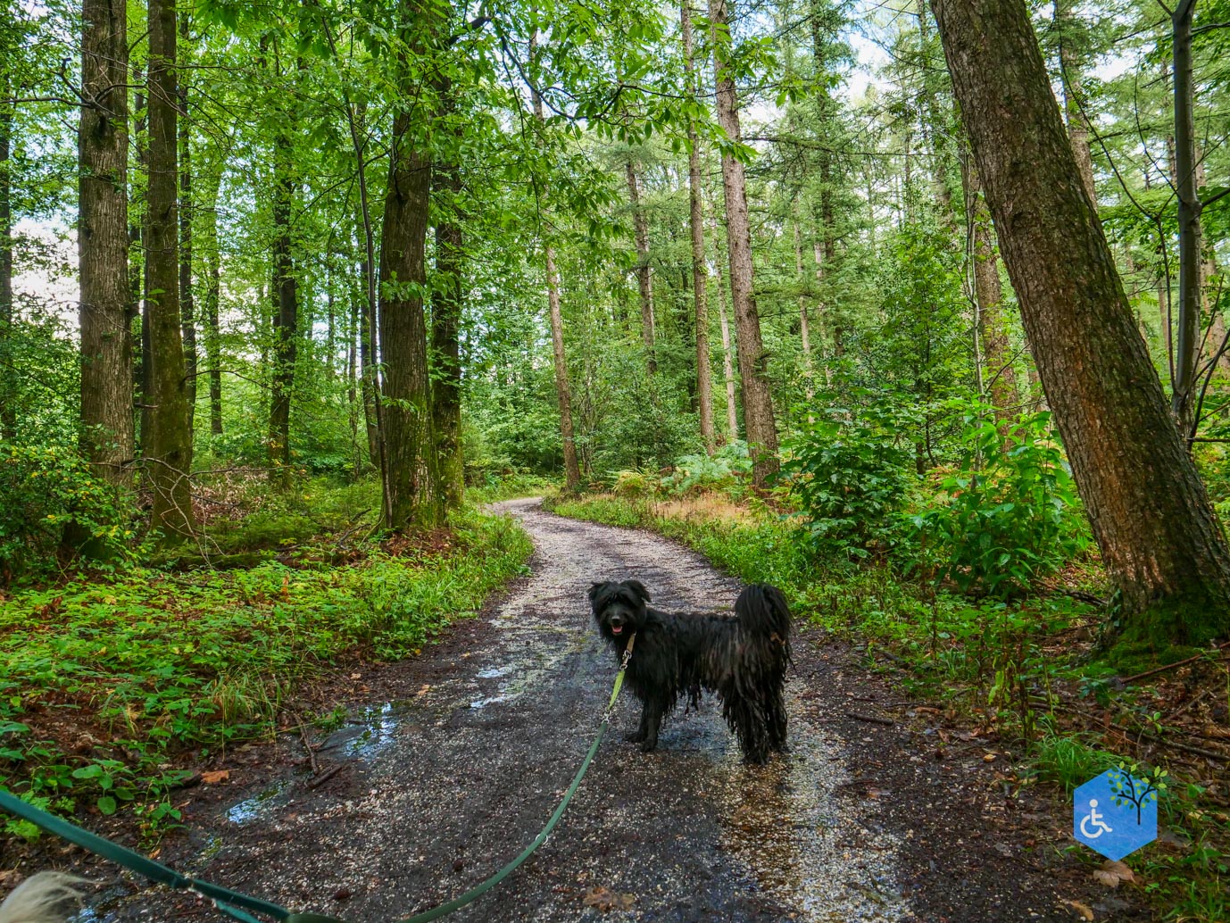 Vijlen_Wandelroute_Malensbos_22-08-2026-13