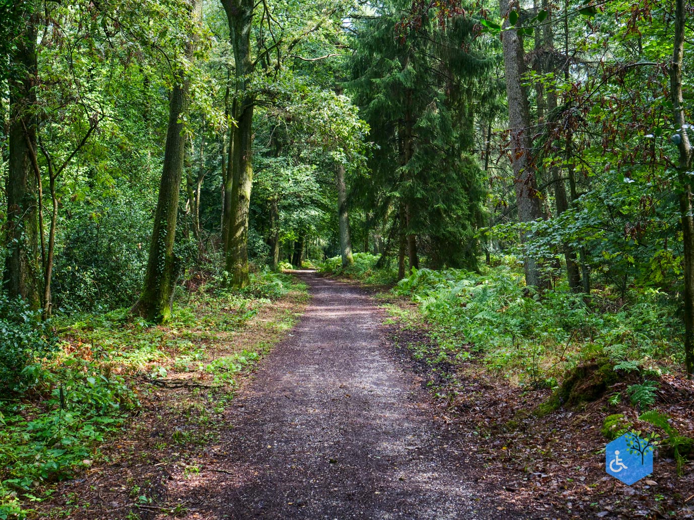 Vijlen_Wandelroute_Malensbos_22-08-2026-19